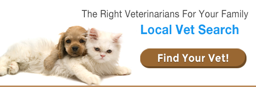 Best Veterinarians For Your Family